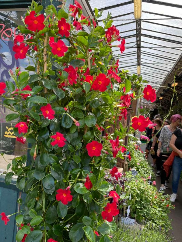 Dipladénia au printemps dans le Marché aux fleurs, Île de la Cité, Paris 4e (75)