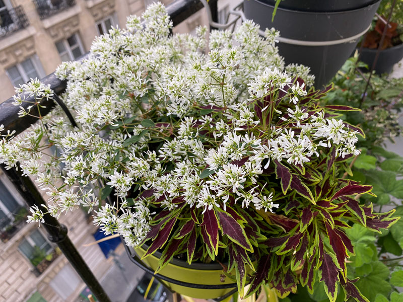 Coleus et euphorbe Diamond Snow au printemps sur mon balcon parisien, Paris 19e (75)