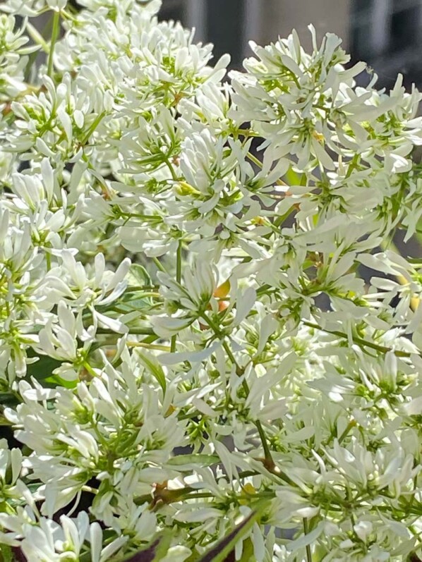 Euphorbe Diamond Snow au printemps sur mon balcon parisien, Paris 19e (75)