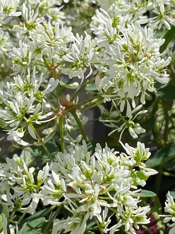 Euphorbe Diamond Snow au printemps sur mon balcon parisien, Paris 19e (75)