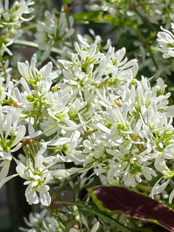 Euphorbe Diamond Snow au printemps sur mon balcon parisien, Paris 19e (75)