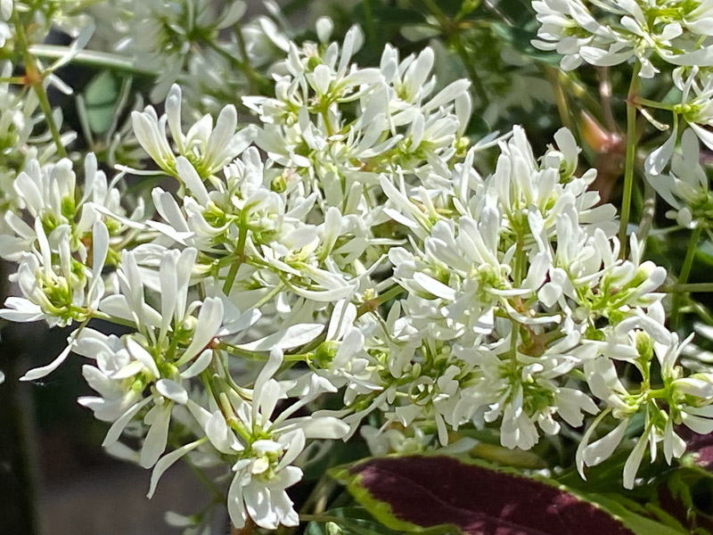 Euphorbe Diamond Snow au printemps sur mon balcon parisien, Paris 19e (75)