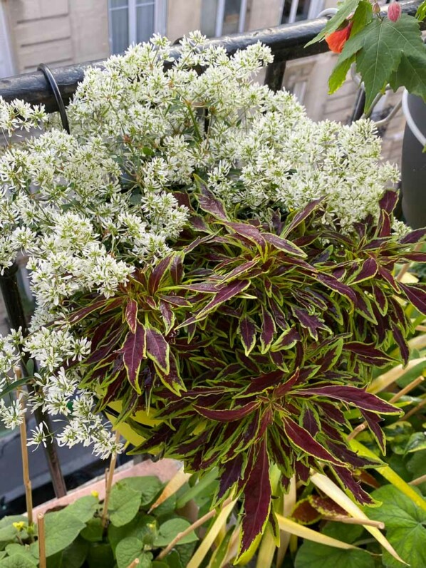 Coleus et euphorbe Diamond Snow au printemps sur mon balcon parisien, Paris 19e (75)