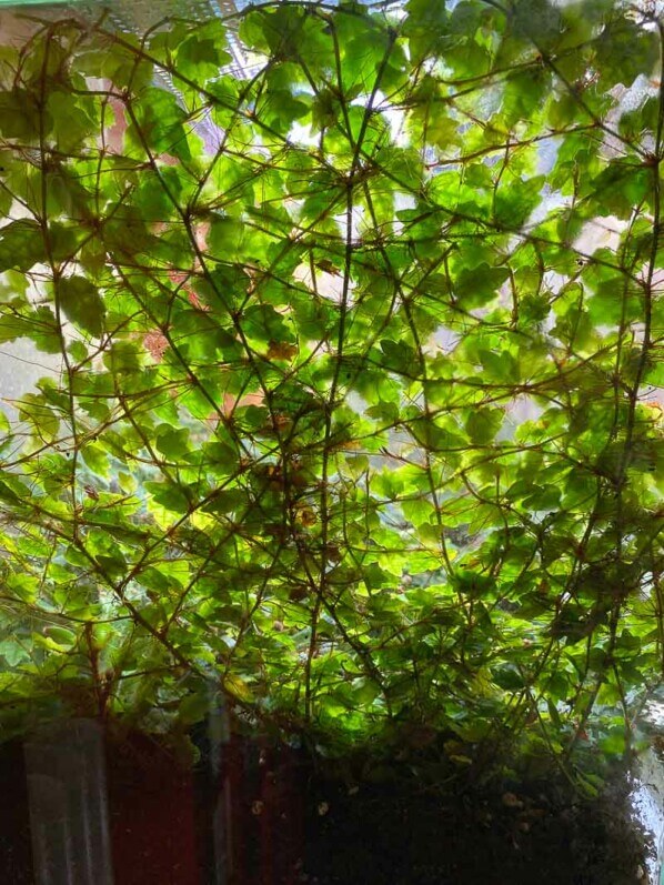 Ficus pumila 'Quercifolia' tapissant la paroi d'un terrarium, plante d'intérieur, Paris 19ème (75)