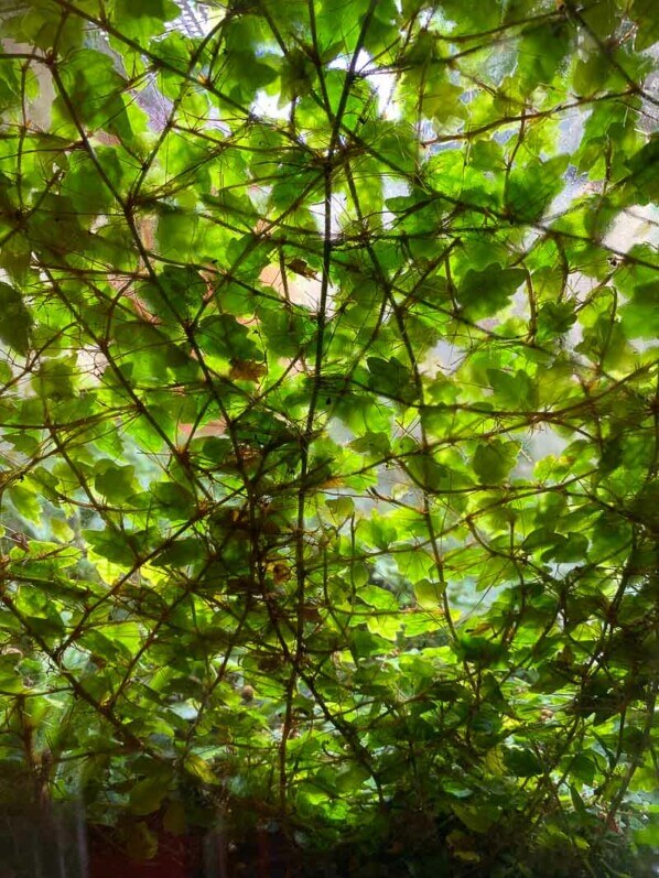 Ficus pumila 'Quercifolia' tapissant la paroi d'un terrarium, plante d'intérieur, Paris 19ème (75)
