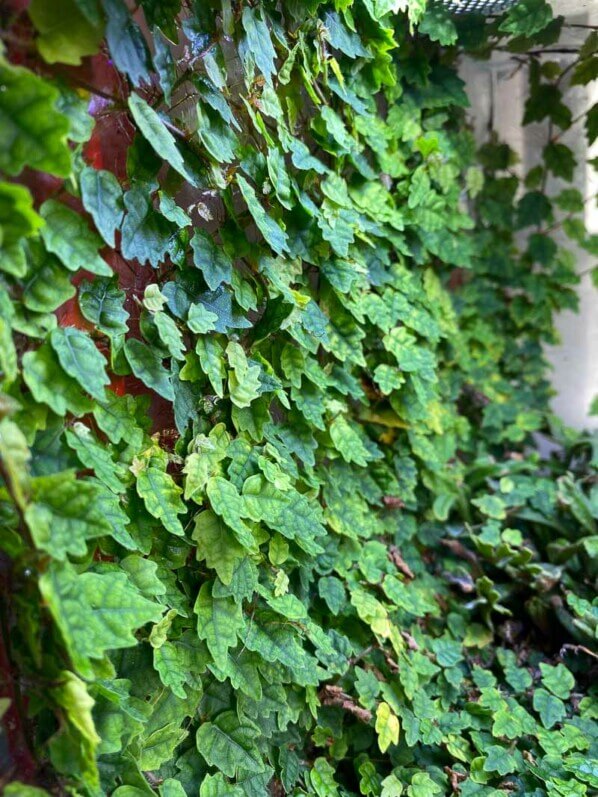 Ficus pumila 'Quercifolia' tapissant la paroi d'un terrarium, plante d'intérieur, Paris 19ème (75)