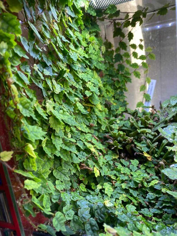 Ficus pumila 'Quercifolia' tapissant la paroi d'un terrarium, plante d'intérieur, Paris 19ème (75)