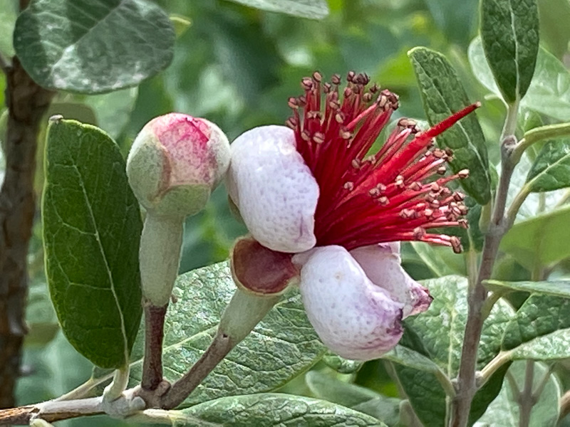 Goyavier du Brésil, Acca sellowiana, Jardin des Plantes, Paris 5ème (75)