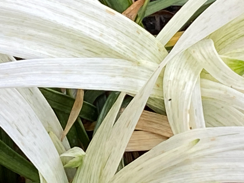 Nouvelles feuilles blanches de la Liriope muscari 'Okina', potée, balcon, Paris 19e (75)