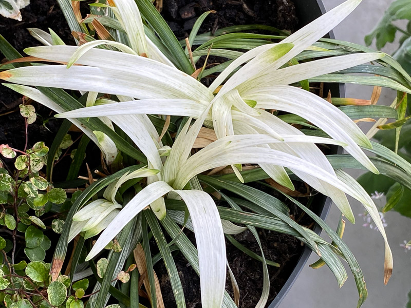 Nouvelles feuilles blanches de la Liriope muscari 'Okina', potée, balcon, Paris 19e (75)