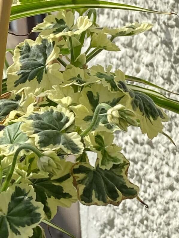 Pelargonium à feuillage panaché au début de l'été sur mon balcon parisien, Paris 19ème (75)