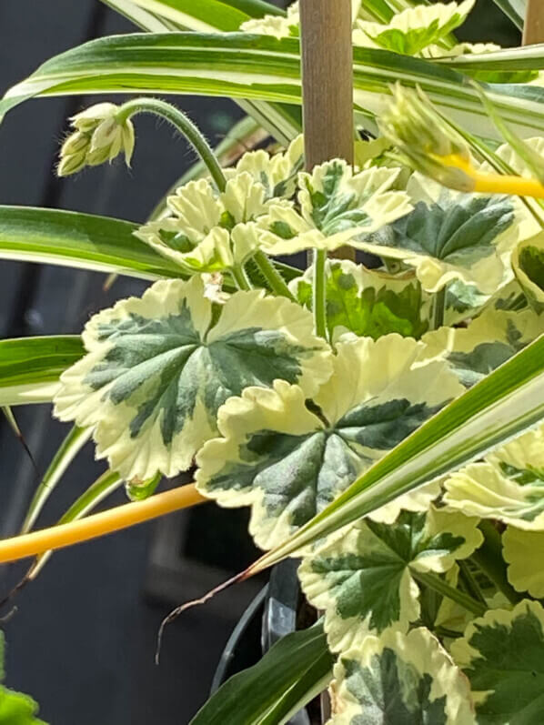 Pelargonium à feuillage panaché au début de l'été sur mon balcon parisien, Paris 19ème (75)