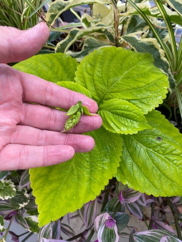 Pincement des boutons floraux sur un coléus au printemps sur mon balcon parisien, Paris 19e (75)