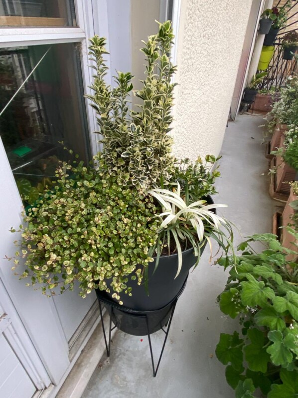 Grosse potée avec des plantes à feuillages panachés de blanc, fusain, liriope, trèfle, Muehlenbeckia, Paris 19ème (75)