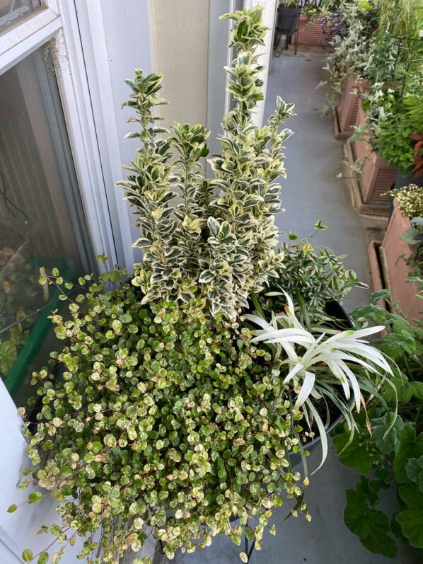 Grosse potée avec des plantes à feuillages panachés de blanc, fusain, liriope, trèfle, Muehlenbeckia, Paris 19ème (75)
