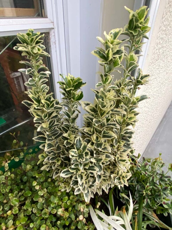 Grosse potée avec des plantes à feuillages panachés de blanc, Euonymus, Paris 19ème (75)