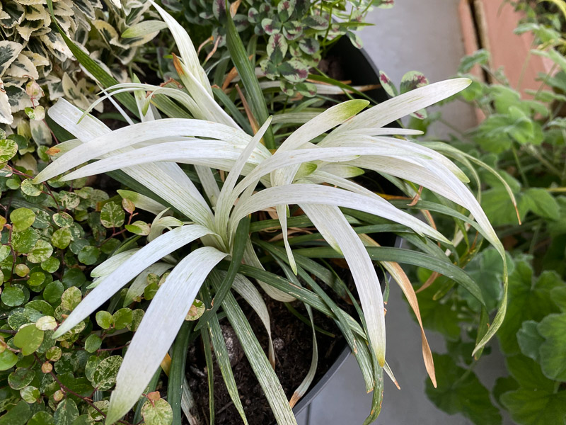 Grosse potée avec des plantes à feuillages panachés de blanc, Liriope, Paris 19ème (75)