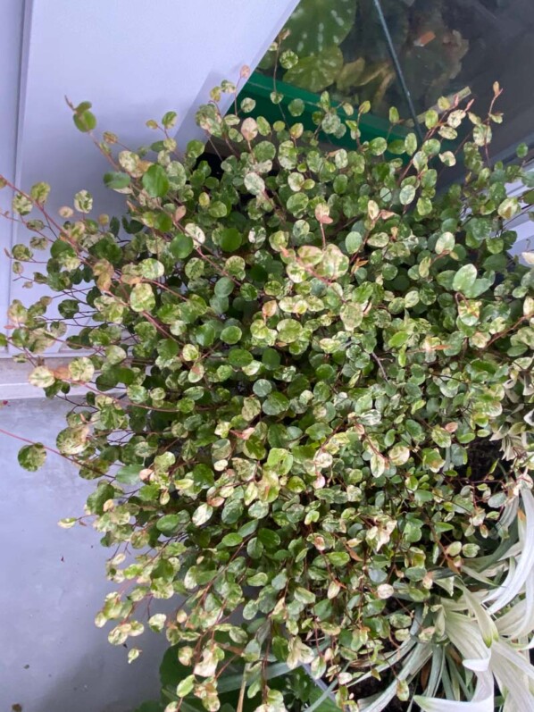 Grosse potée avec des plantes à feuillages panachés de blanc, Muehlenbeckia, Paris 19ème (75)
