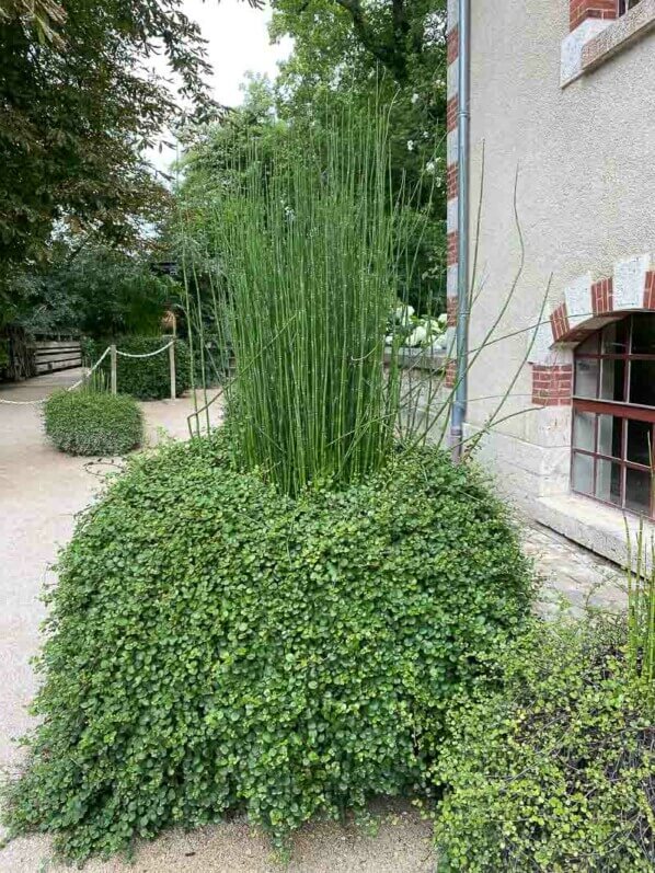 Grosse potée de grande prêle et de Muehlenbeckia, Domaine de Chaumont-sur-Loire (41)