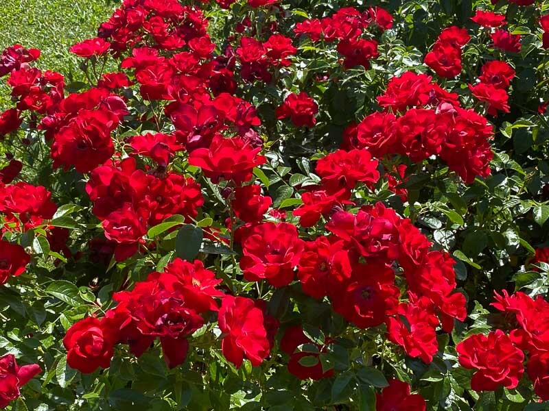 Rosa hybride Cayenne® 'KORoutofko', Kordes, parc de Bagatelle, Paris 16e (75)