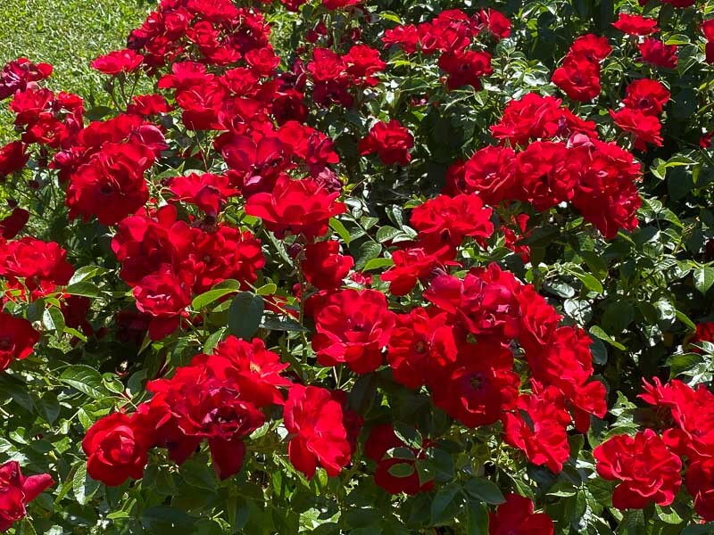 Rosa hybride Cayenne® 'KORoutofko', Kordes, parc de Bagatelle, Paris 16e (75)