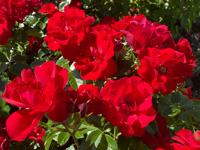 Lire la suite à propos de l’article Rose Cayenne (‘KORoutofko’), un tapis ardent