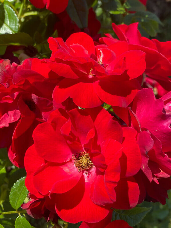 Rosa hybride Cayenne® 'KORoutofko', Kordes, parc de Bagatelle, Paris 16e (75)