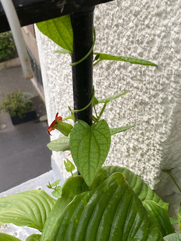 Thunbergia alata au printemps sur mon balcon parisien, Paris 19e (75)