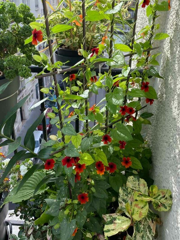 Suzanne-aux-yeux-noirs, Thunbergia alata, au début de l'été sur mon balcon parisien, Paris 19ème (75)