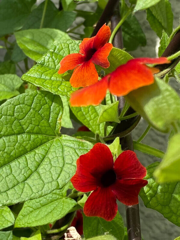 Suzanne-aux-yeux-noirs, Thunbergia alata, au début de l'été sur mon balcon parisien, Paris 19ème (75)