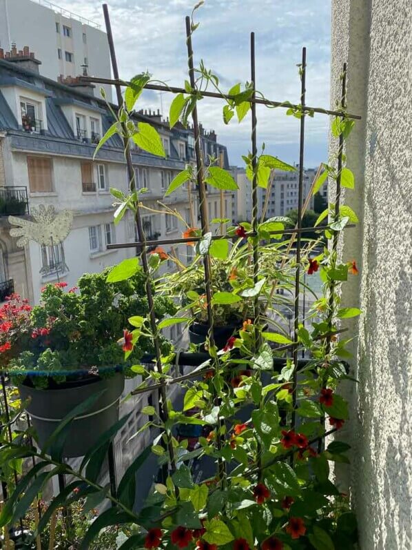 Suzanne-aux-yeux-noirs, Thunbergia alata, au début de l'été sur mon balcon parisien, Paris 19ème (75)