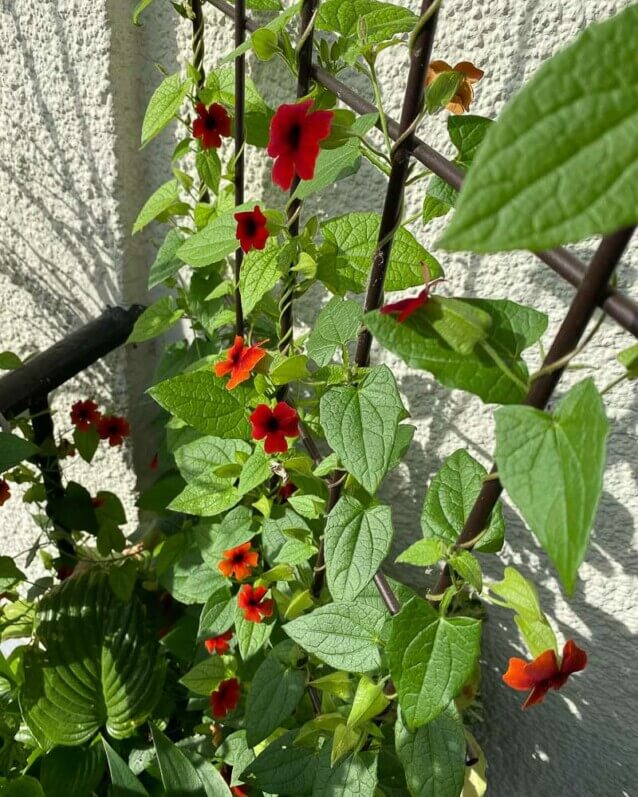 Suzanne-aux-yeux-noirs, Thunbergia alata, au début de l'été sur mon balcon parisien, Paris 19ème (75)