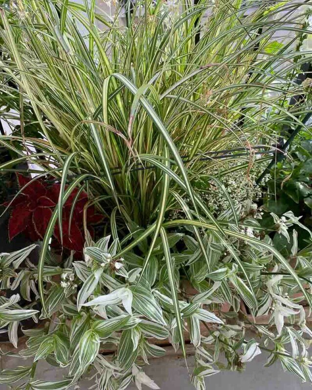 Lire la suite à propos de l’article Composition de feuillages panachés verts et blancs sur mon balcon parisien