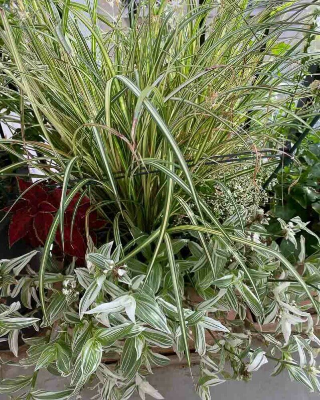 Grande jardinière plantée de  misère, Tradescantia albiflora ‘Albo-vittata’, Euphorbia 'Diamond Frost' et à l’arrière plan, un chlorophytum, Chlorophytum (Anthericum) saundersiae ‘Starlight’, Paris 19ème (75)