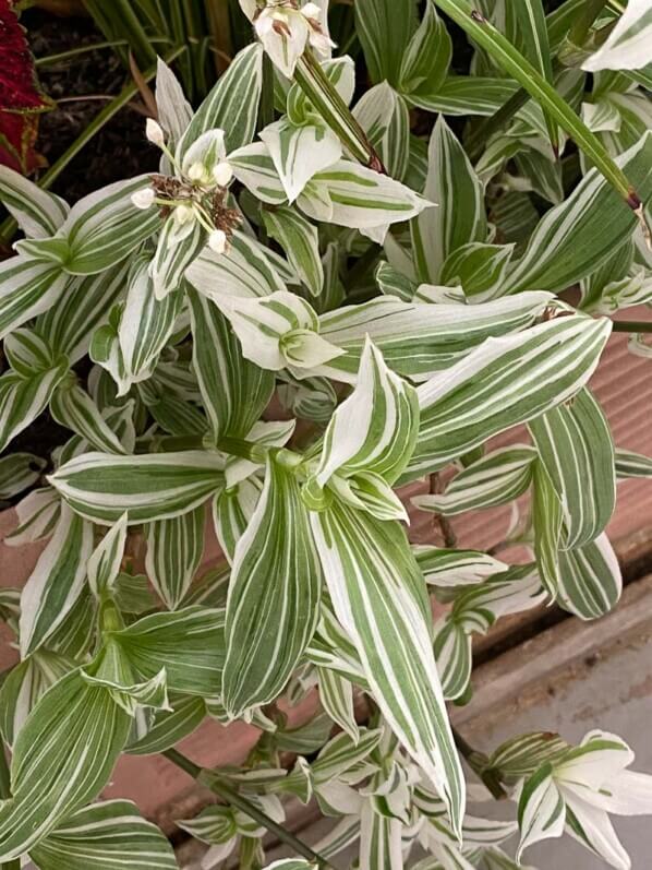 Tradescantia albiflora 'Albo-vittata' sur mon balcon parisien,Paris 19ème (75)