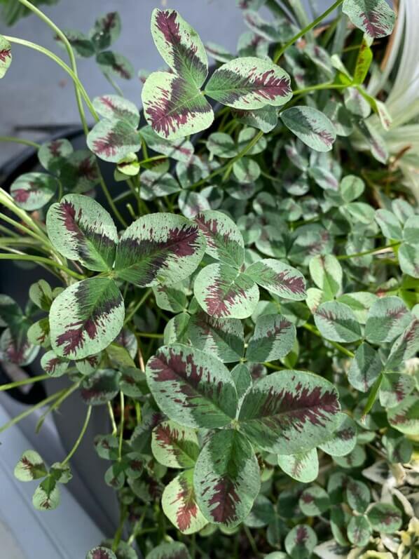 Trèfle, Trifolium repens 'Dragon Blood', au début de l'été sur mon balcon parisien, Paris 19ème (75)