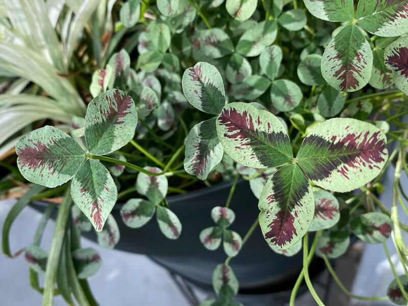 Trèfle, Trifolium repens 'Dragon Blood', au début de l'été sur mon balcon parisien, Paris 19ème (75)