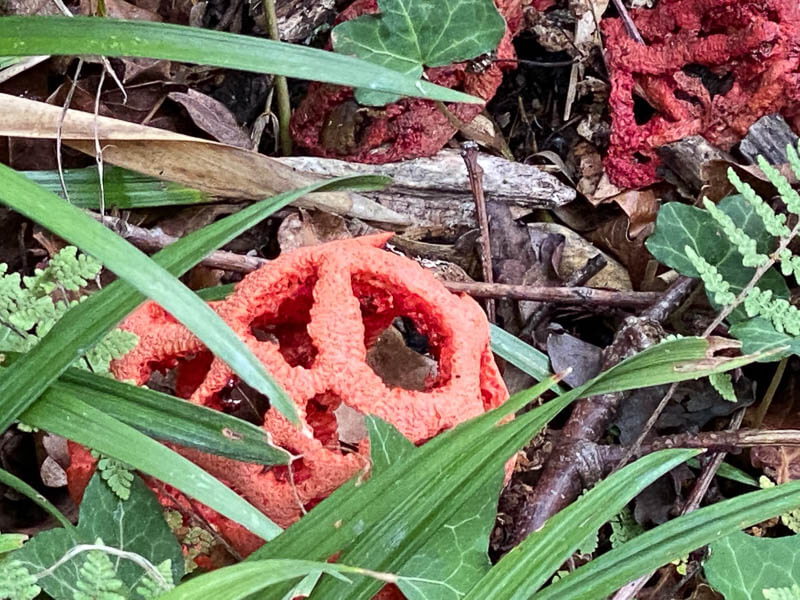 Lire la suite à propos de l’article Clathre rouge ou coeur-de-sorcière (Clathrus ruber)
