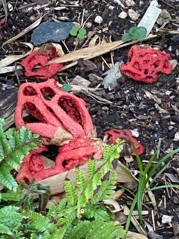 Clathre rouge, Clathrus ruber, champignon, Domaine de Chaumont-sur-Loire (41)