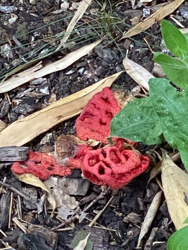 Clathre rouge, Clathrus ruber, champignon, Domaine de Chaumont-sur-Loire (41)