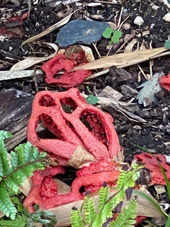 Clathre rouge, Clathrus ruber, champignon, Domaine de Chaumont-sur-Loire (41)