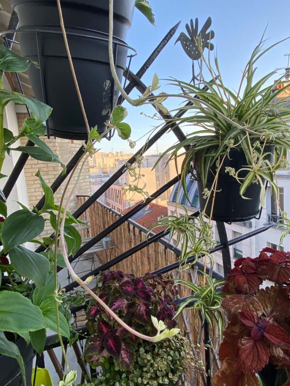 Fraisier (Fragaria vesca) à feuillage panaché avec des stolons sur mon balcon parisien, Paris 19ème (75)