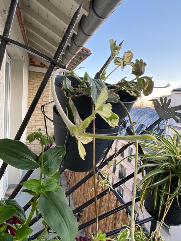 Fraisier (Fragaria vesca) à feuillage panaché avec des stolons sur mon balcon parisien, Paris 19ème (75)