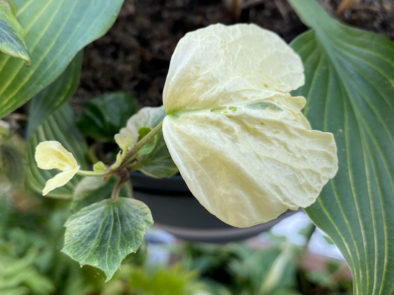 Lierre à feuillage panaché au printemps sur mon balcon parisien, Paris 19e (75)