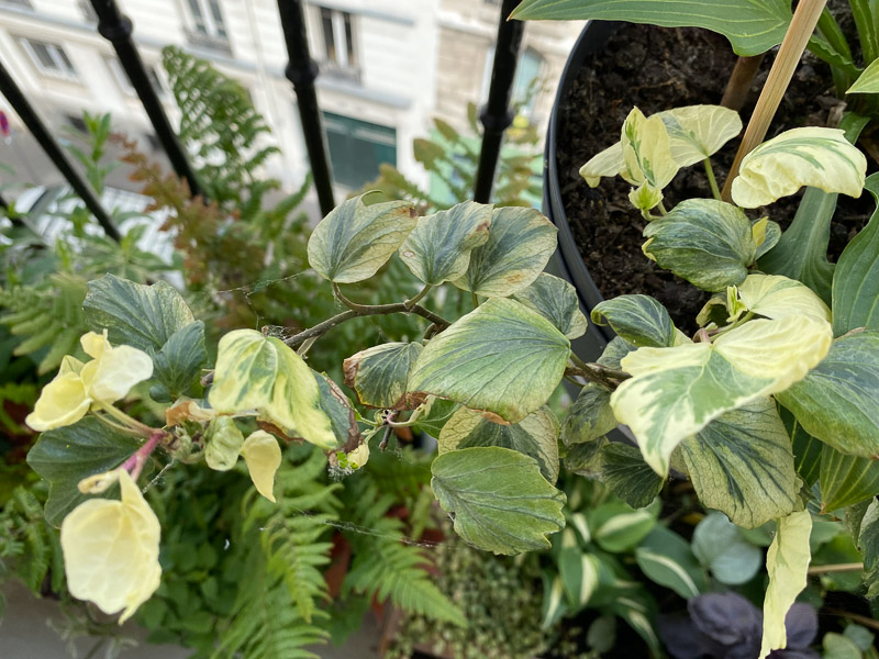 Lierre à feuillage panaché au printemps sur mon balcon parisien, Paris 19e (75)