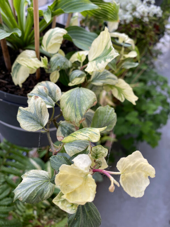 Lierre à feuillage panaché au printemps sur mon balcon parisien, Paris 19e (75)