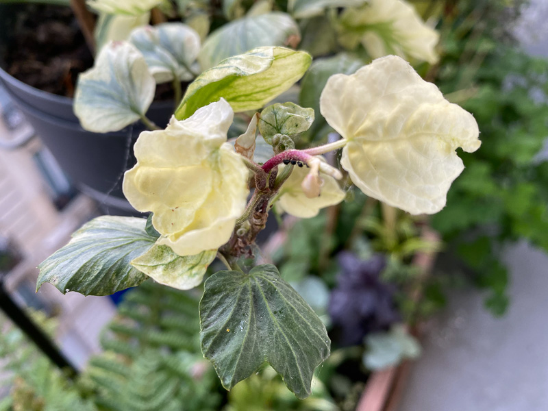 Lierre à feuillage panaché au printemps sur mon balcon parisien, Paris 19e (75)