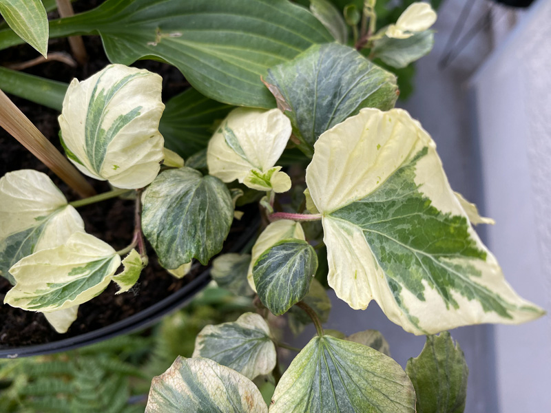 Lierre à feuillage panaché au printemps sur mon balcon parisien, Paris 19e (75)