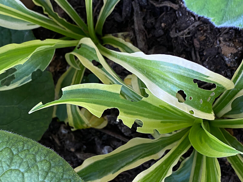 Dégâts d'otiorhynques sur les feuilles d'un hosta, balcon, Paris 19ème (75)