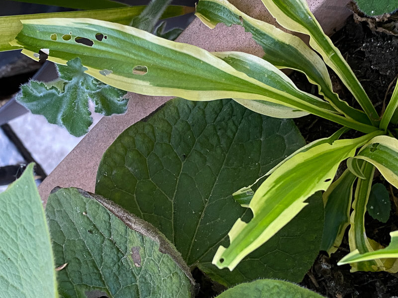 Dégâts d'otiorhynques sur les feuilles d'un hosta, balcon, Paris 19ème (75)